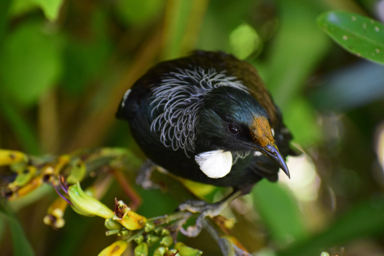 Native New Zealand tui bird